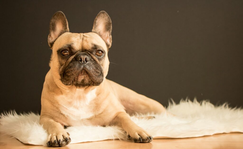 As 10 Raças de Cães Mais Populares do Mundo: Bulldog Francês