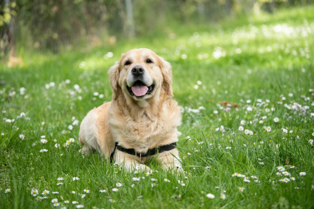 As 10 Raças de Cães Mais Populares do Mundo: Labrador Retriever