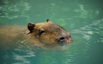 Os maiores roedores do mundo: conheça as espécies gigantes da natureza