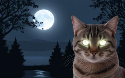 Gatos enxergam no escuro? Mitos e verdades sobre sua visão