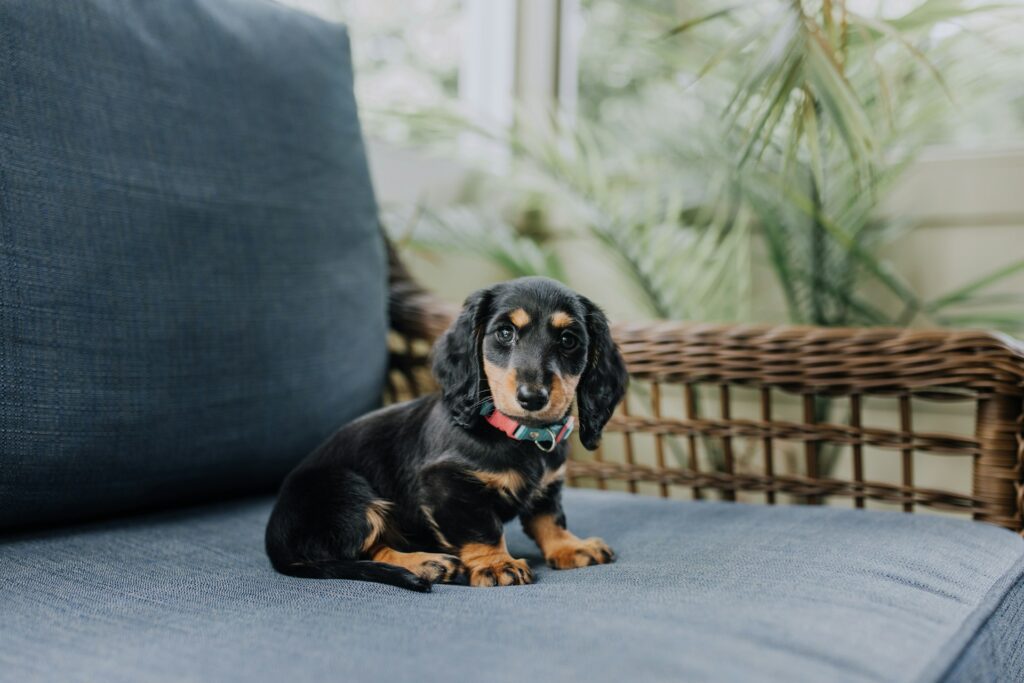 As 10 Raças de Cães Mais Populares do Mundo: Dachshund