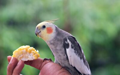 O que as aves domésticas podem comer? Guia completo de alimentação segura