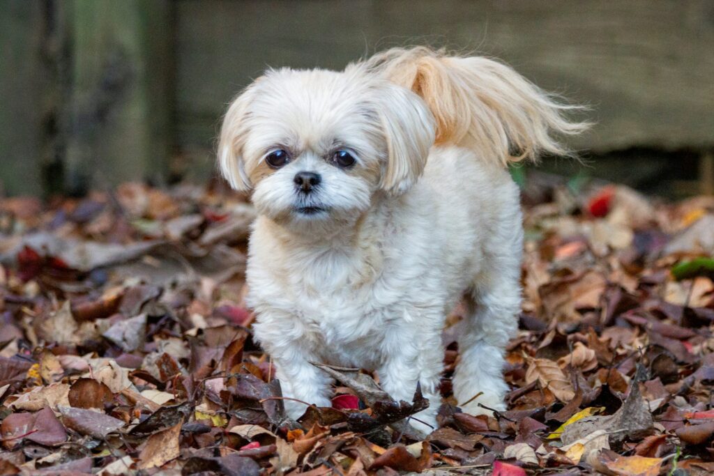 As 10 Raças de Cães Mais Populares do Mundo: Shih Tzu