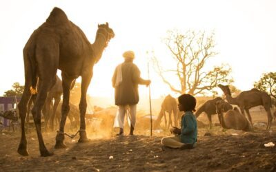 Ambientes áridos e as adaptações dos camelos: sobrevivência em meio à adversidade