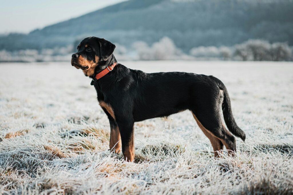 As 10 Raças de Cães Mais Populares do Mundo: Rottweiler