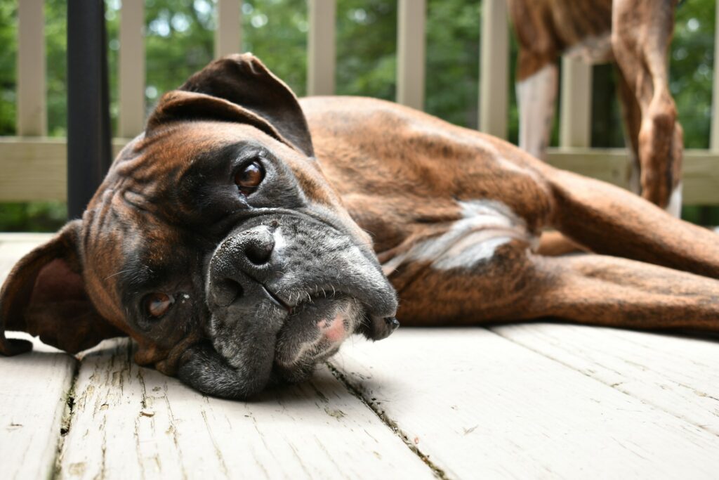 As 10 Raças de Cães Mais Populares do Mundo: Boxer