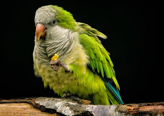 O que as aves domésticas podem comer? Guia completo de alimentação segura