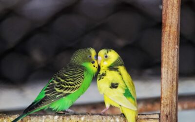 Periquitos como animais de estimação: o que saber antes de ter um