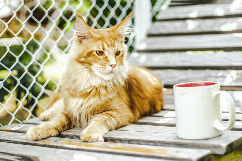 Conheça o Maine Coon: O Gigante Gentil do Mundo Felino
