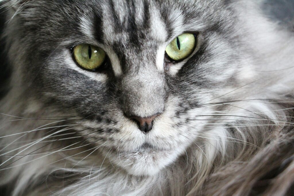Gatos enxergam no escuro?