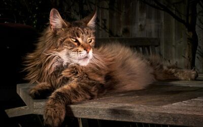 Conheça o Maine Coon: O Gigante Gentil do Mundo Felino