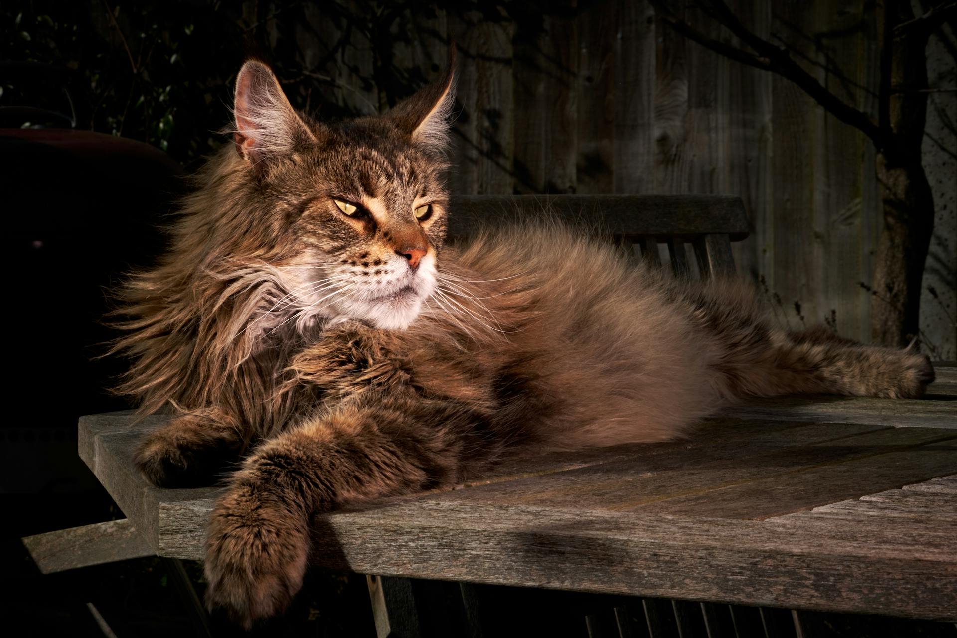 Um gato da raça Maine Coon deitado e majestoso
