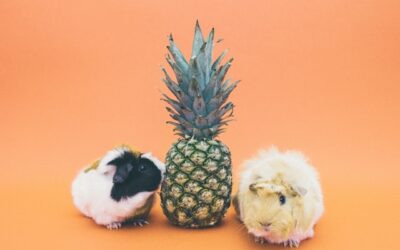 O que são roedores de estimação? Descubra as melhores espécies para criar em casa