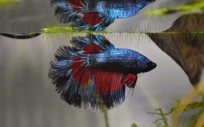 Peixes de água doce mais populares: conheça as espécies mais criadas em aquários