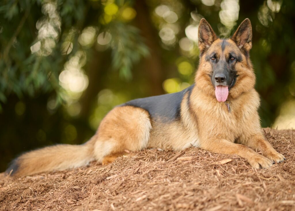As 10 Raças de Cães Mais Populares do Mundo: Pastor Alemão