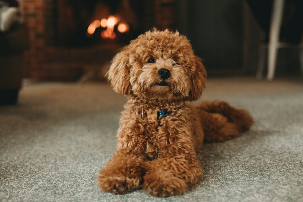 As 10 Raças de Cães Mais Populares do Mundo: Poodle