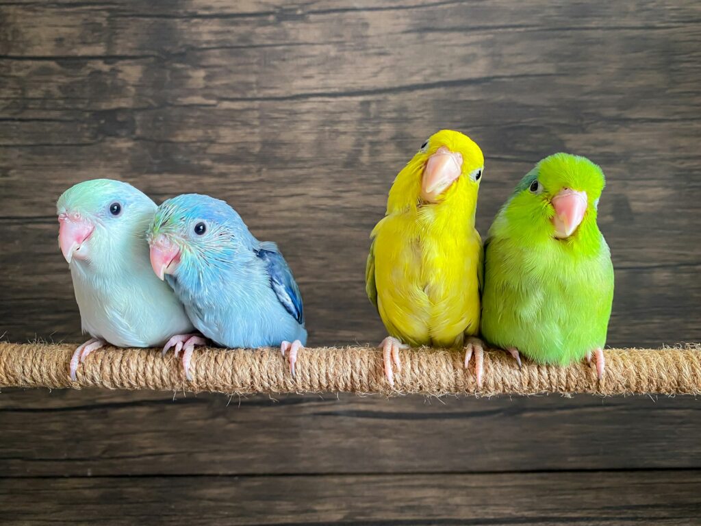 As aves domésticas de estimação