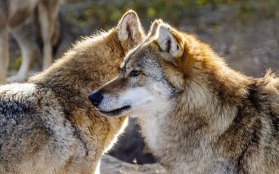 Estratégias de Caça de Lobos em Matilha: Como Esses Predadores Caçam com Precisão