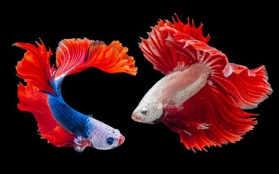 Como os peixes se reproduzem? Diferença entre ovíparos e vivíparos