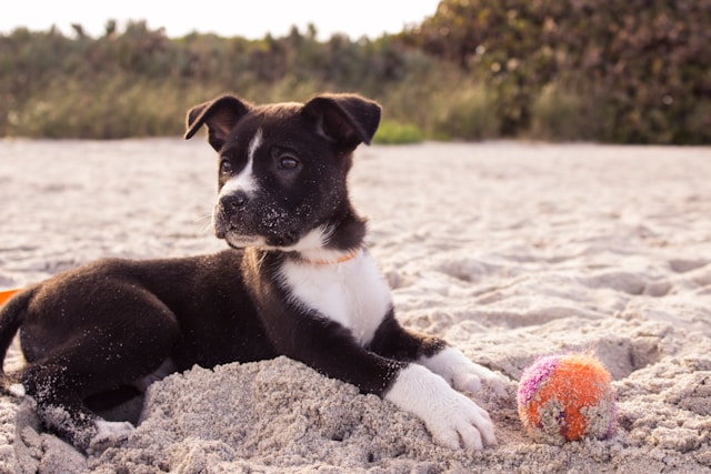 Por que os cães cavam buracos? Entenda os motivos e saiba como lidar