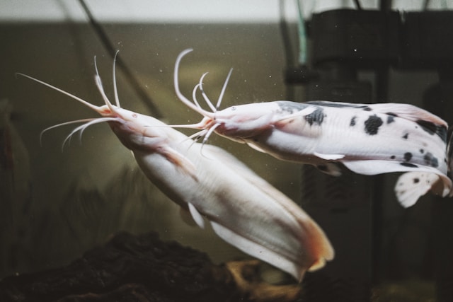 Peixes que limpam o aquário