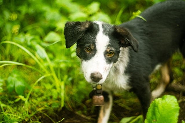 Por que os cães cavam buracos? Entenda os motivos e saiba como lidar