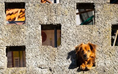 Por que os cães cavam buracos? Entenda os motivos e saiba como lidar