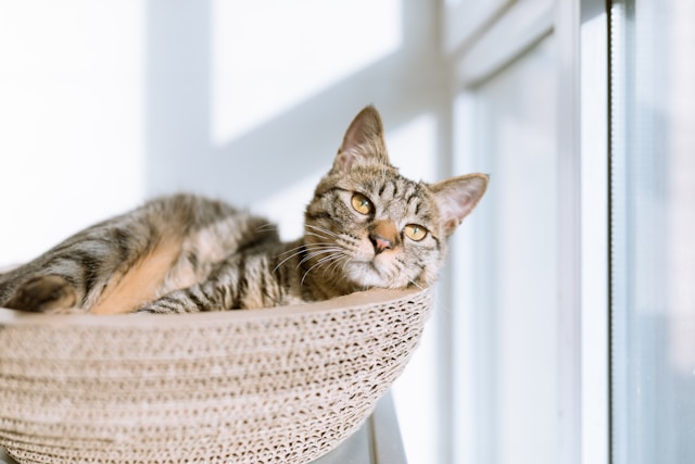 Como preparar sua casa para a chegada de um gato