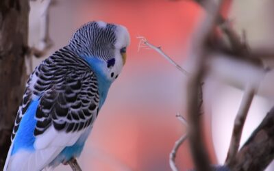 Doenças Comuns em Aves Domésticas: Como Identificar e Prevenir
