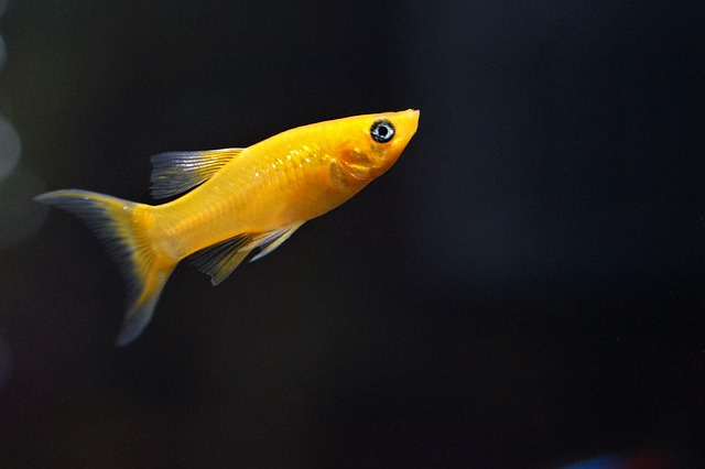 Peixes que limpam o aquário