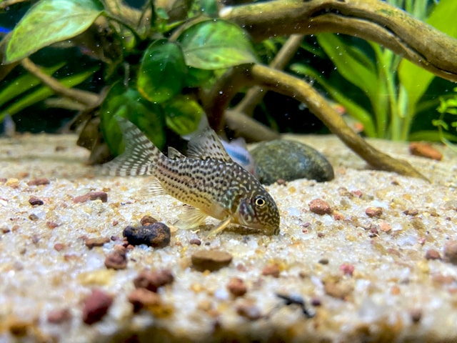 Peixes que limpam o aquário