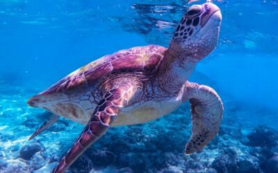 A Evolução das Tartarugas Marinhas ao Longo dos Milênios