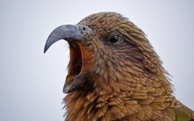 Como Interpretar os Sons e Vocalizações das Aves: Guia Completo para Observadores de Pássaros