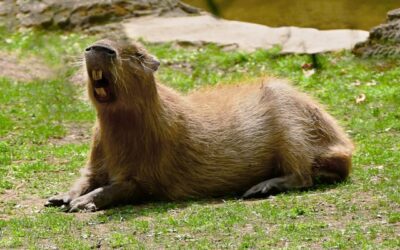 Capivara: O Maior Roedor do Mundo e Suas Curiosidades Incríveis