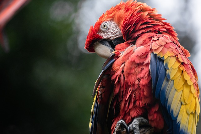 Doenças Comuns em Aves Domésticas