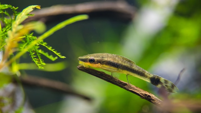 Peixes que limpam o aquário