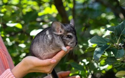 Como os Roedores se Comunicam? Descubra os Segredos dos Pequenos Mamíferos
