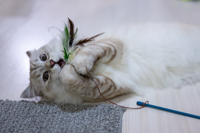 Como preparar sua casa para a chegada de um gato