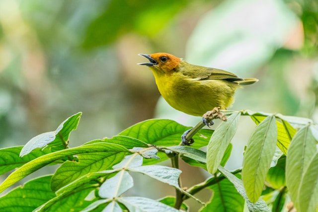 Como Interpretar os Sons e Vocalizações das Aves