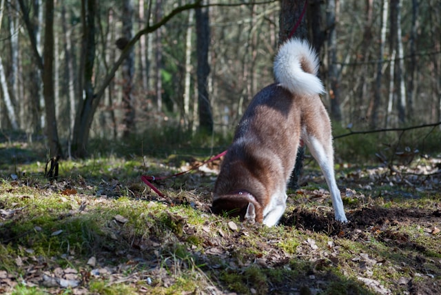 Por que os cães cavam buracos? Entenda os motivos e saiba como lidar