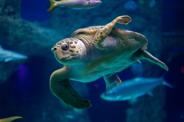 A Evolução das Tartarugas Marinhas ao Longo dos Milênios