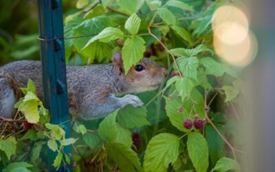 O que os roedores comem na natureza? Descubra seus hábitos alimentares surpreendentes