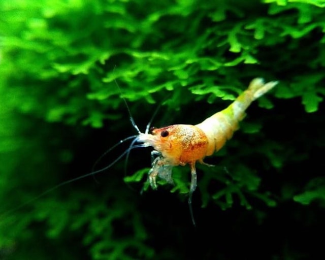 Peixes que limpam o aquário